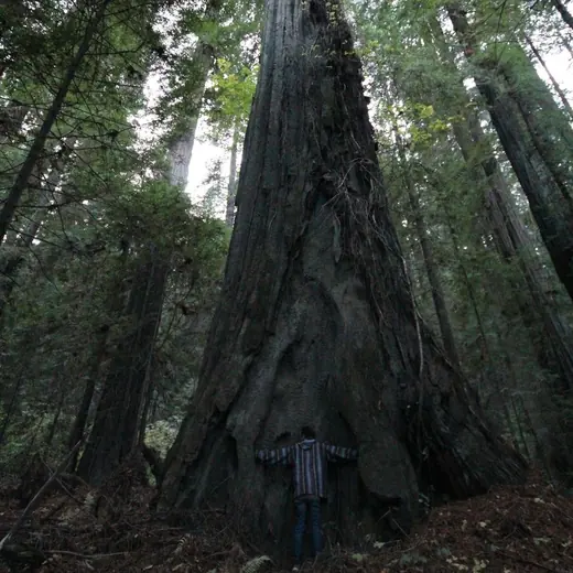 look at this tree